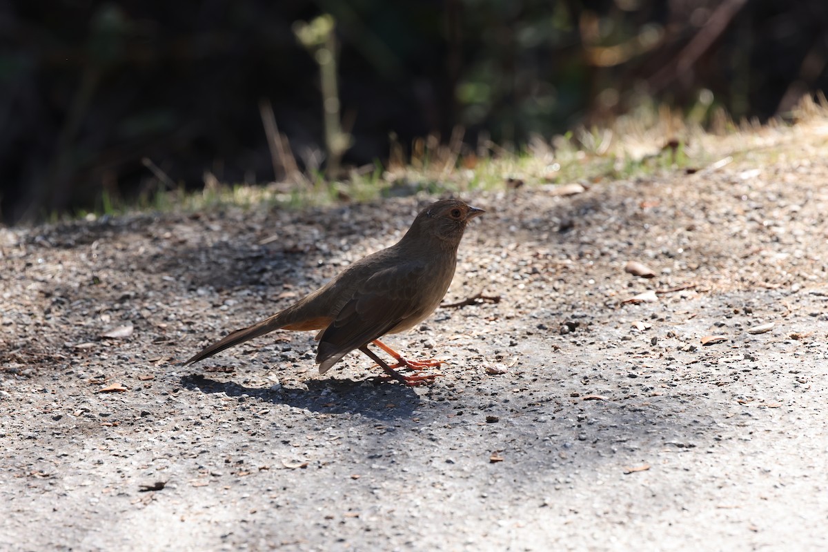 California Towhee - ML643763831