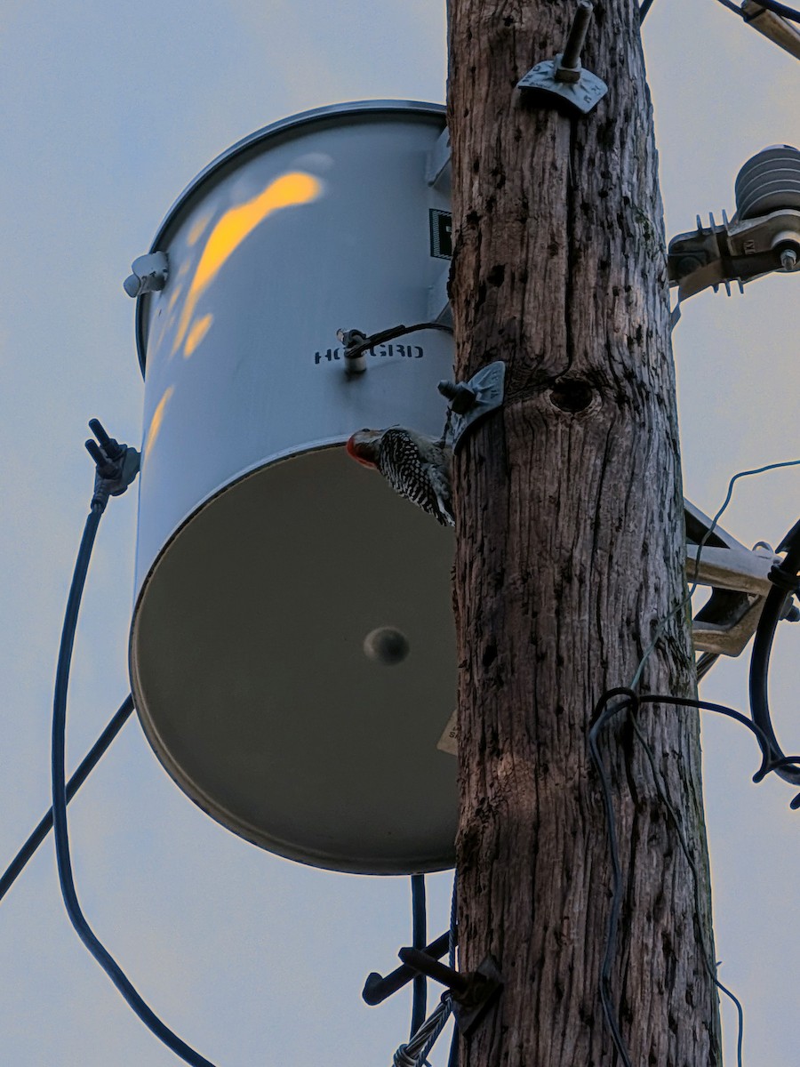 Red-bellied Woodpecker - ML643763848