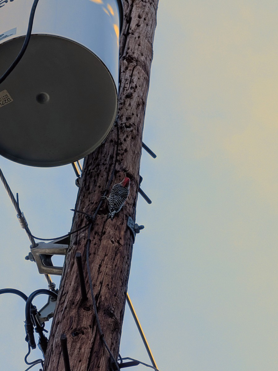 Red-bellied Woodpecker - ML643763851