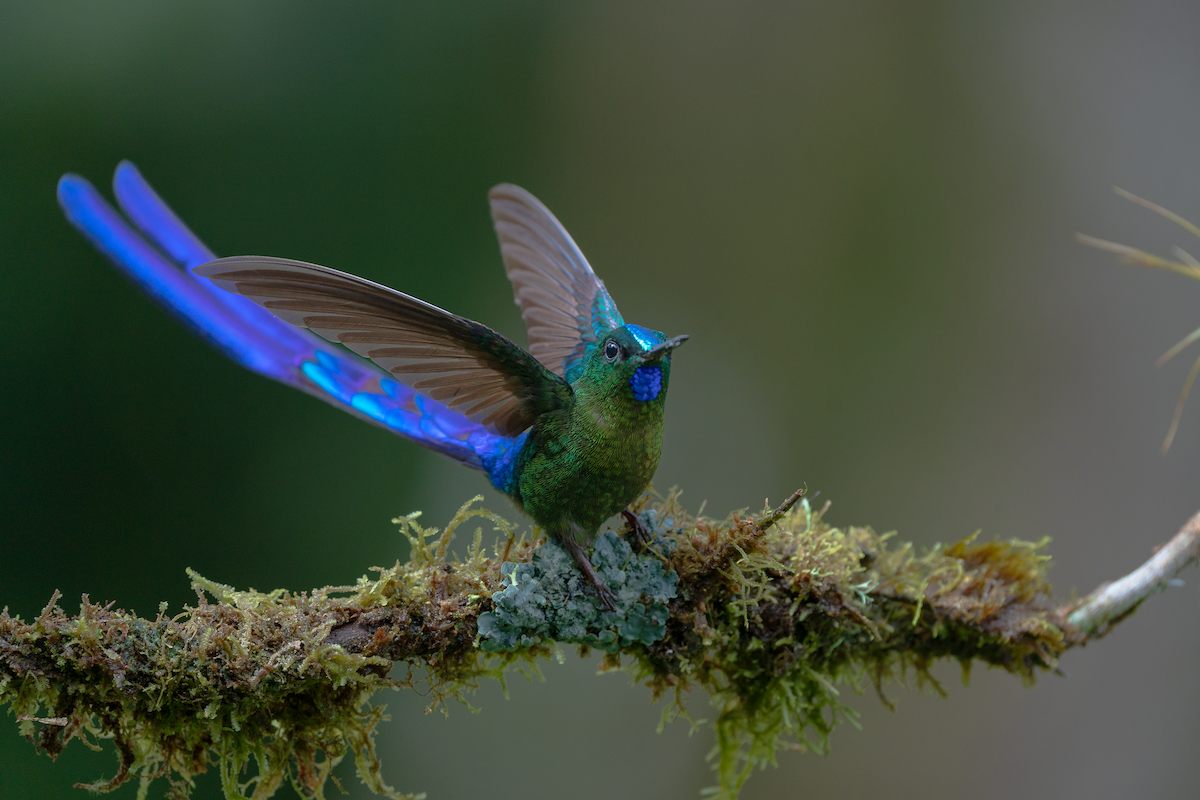 Violet-tailed Sylph - ML643763854