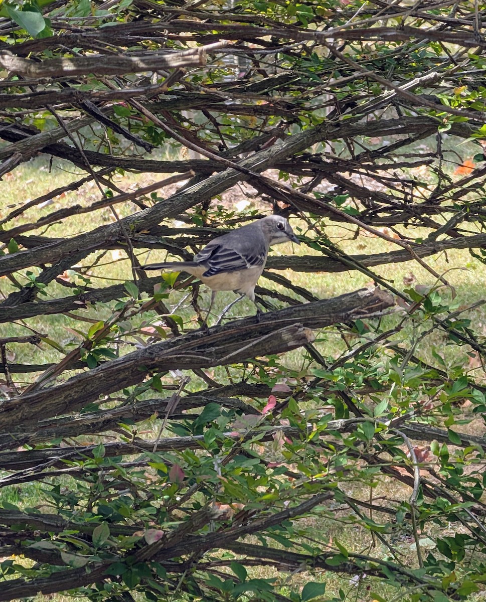 Northern Mockingbird - ML643763857