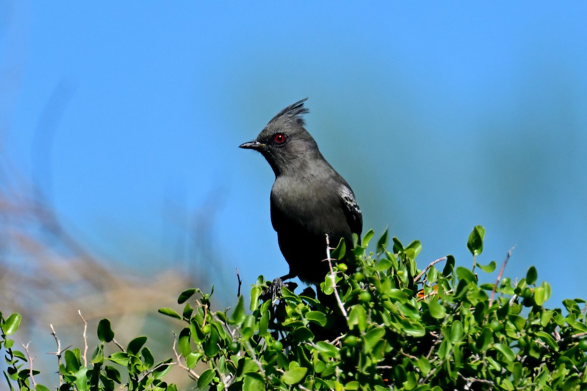 Phainopepla - ML643763865