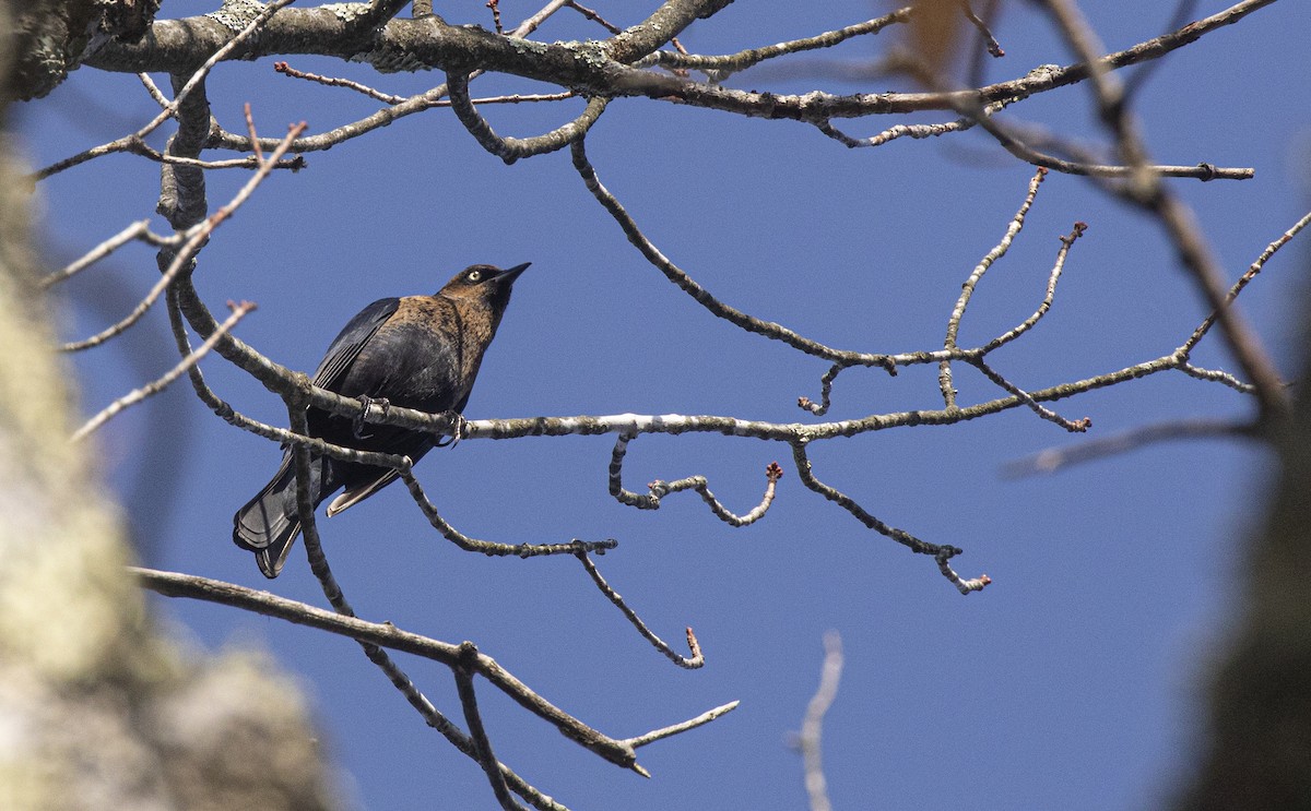 Rusty Blackbird - ML643763869
