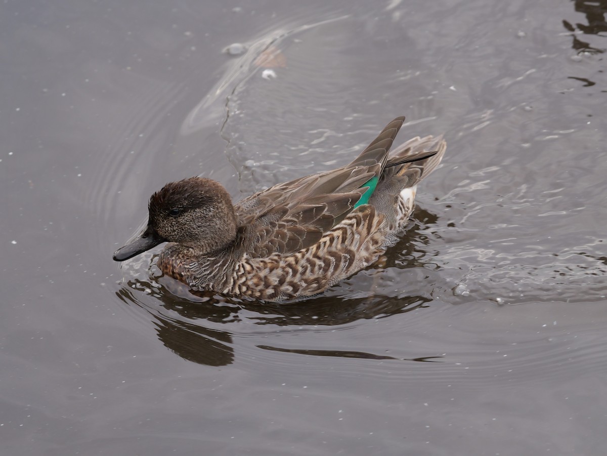 Green-winged Teal - ML643763883