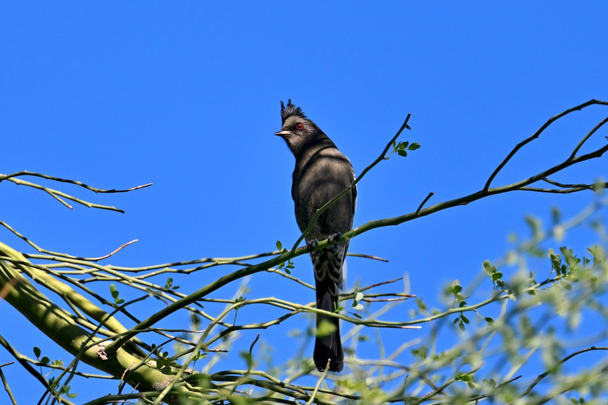Phainopepla - ML643763890