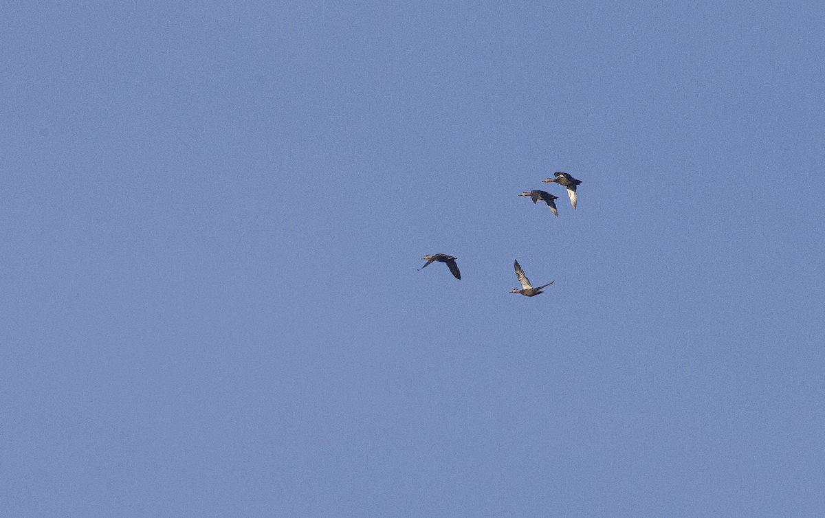 American Black Duck - ML643763893