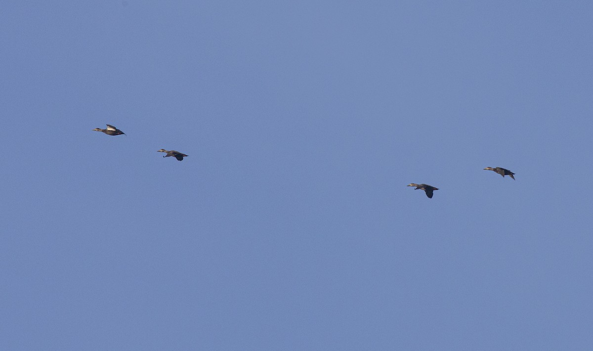 American Black Duck - ML643763894