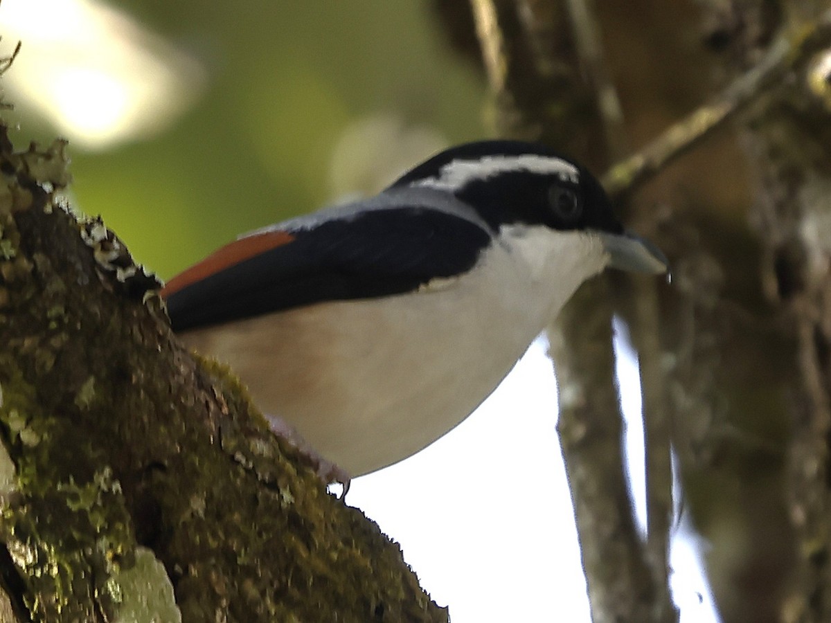 Allotrie siamoise (validirostris) - ML643763895