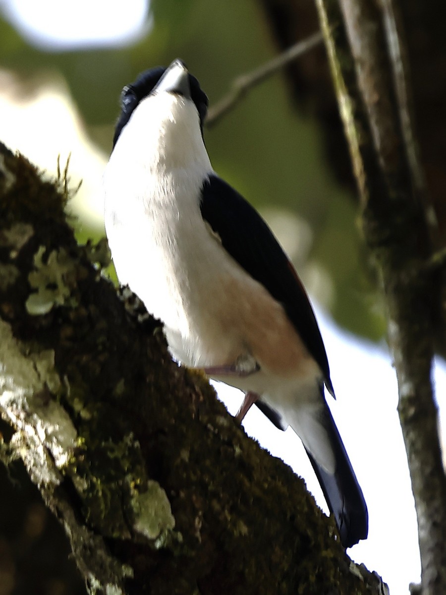 Allotrie siamoise (validirostris) - ML643763896