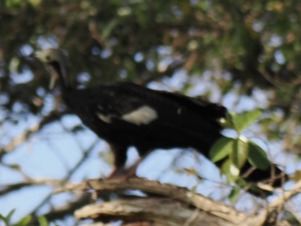 White-throated Piping-Guan - ML643763921