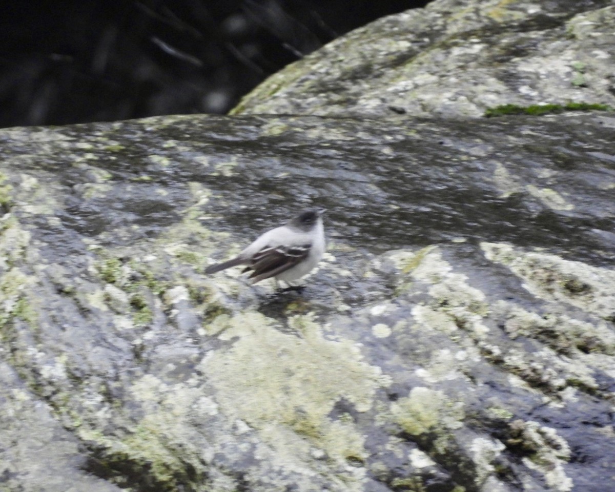Torrent Tyrannulet - ML643763926