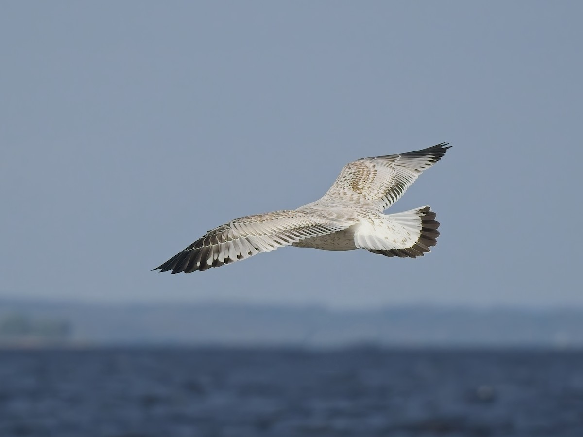 ringnebbmåke - ML643763930