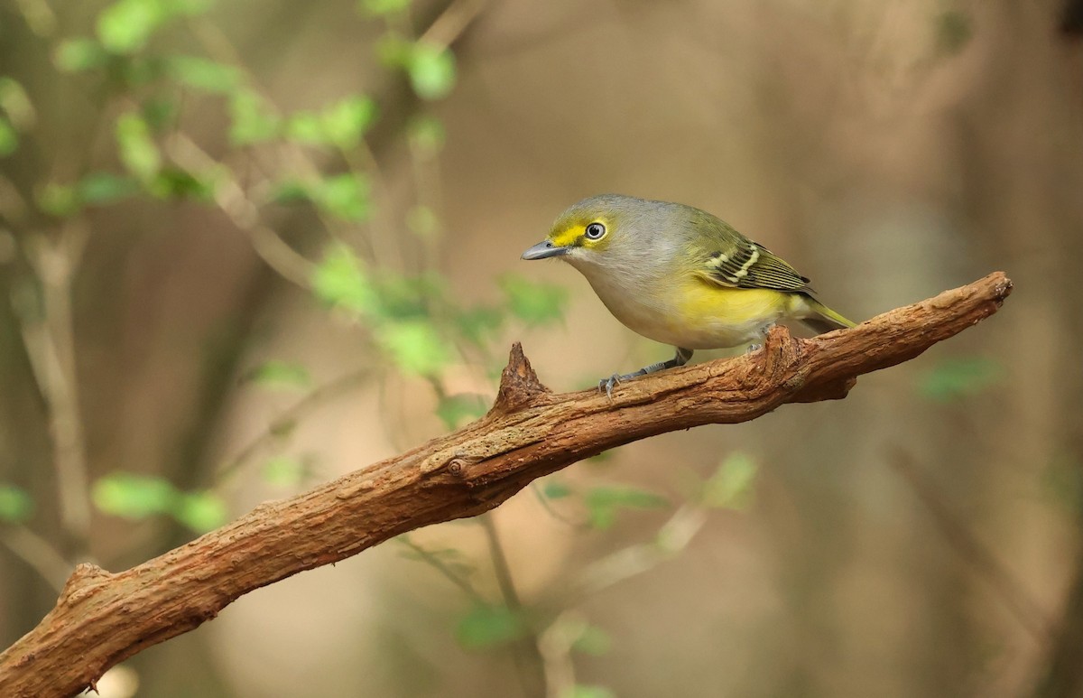 Weißaugenvireo - ML643763938