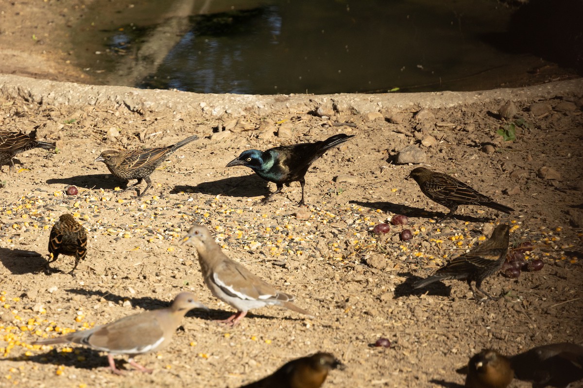 Common Grackle - ML643763947