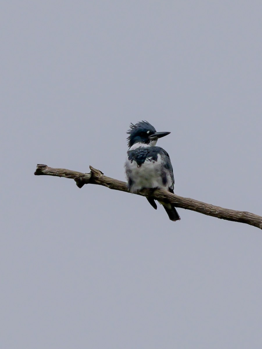 Belted Kingfisher - ML643763952