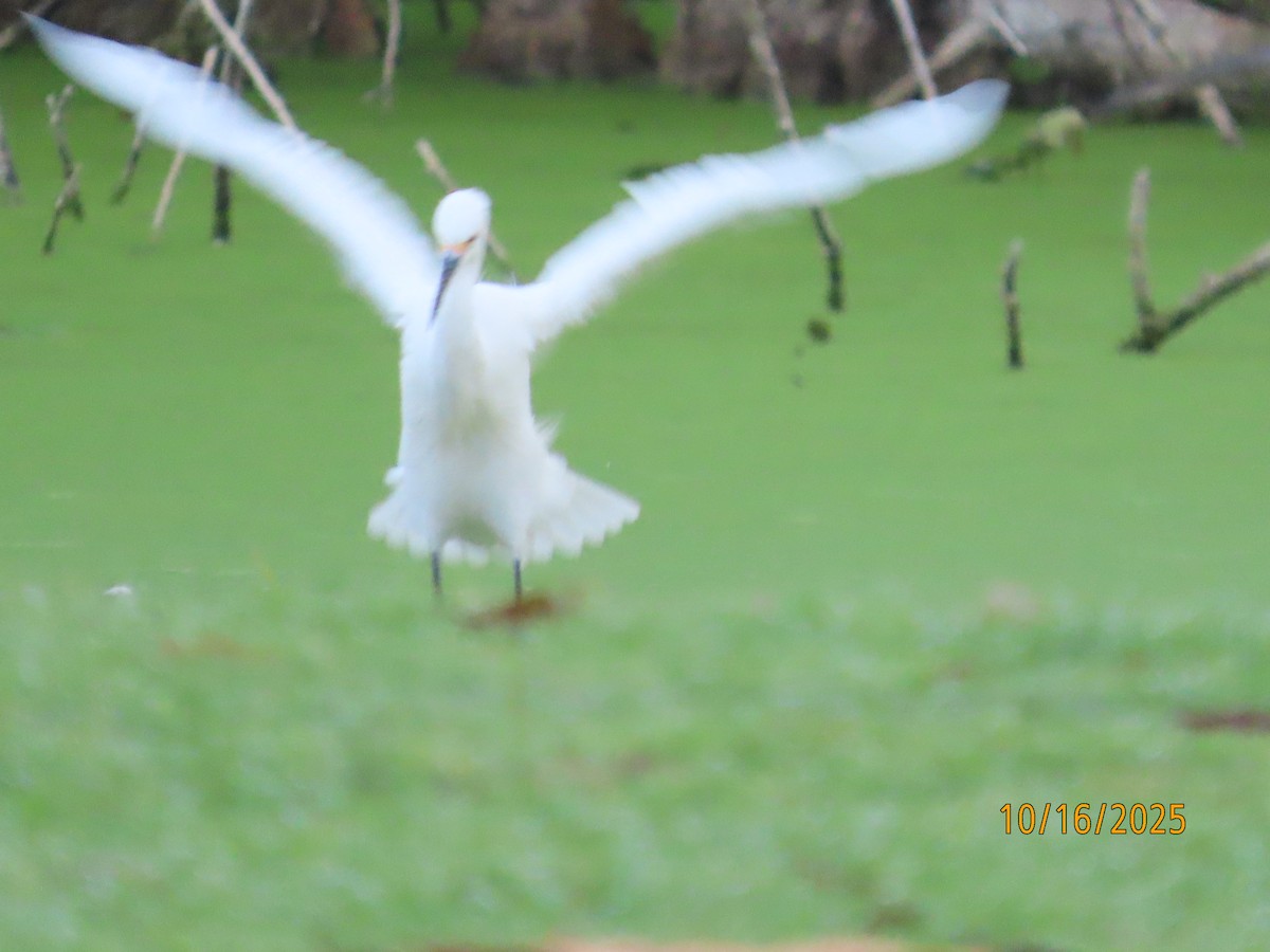 Snowy Egret - ML643763971