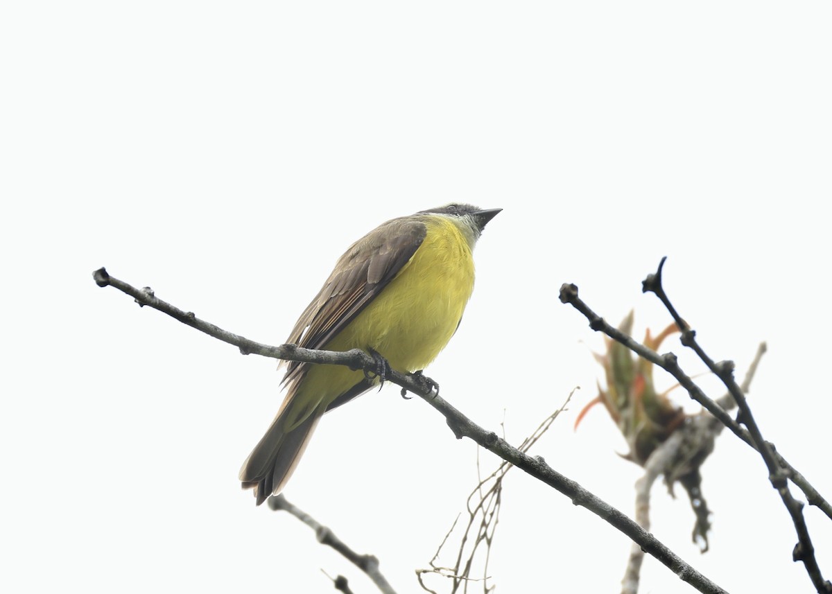 Rusty-margined Flycatcher - ML643763975