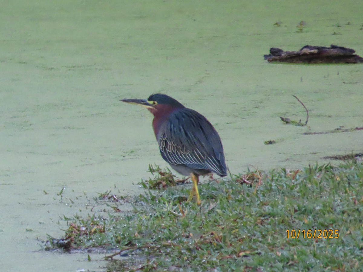 Green Heron - ML643763981