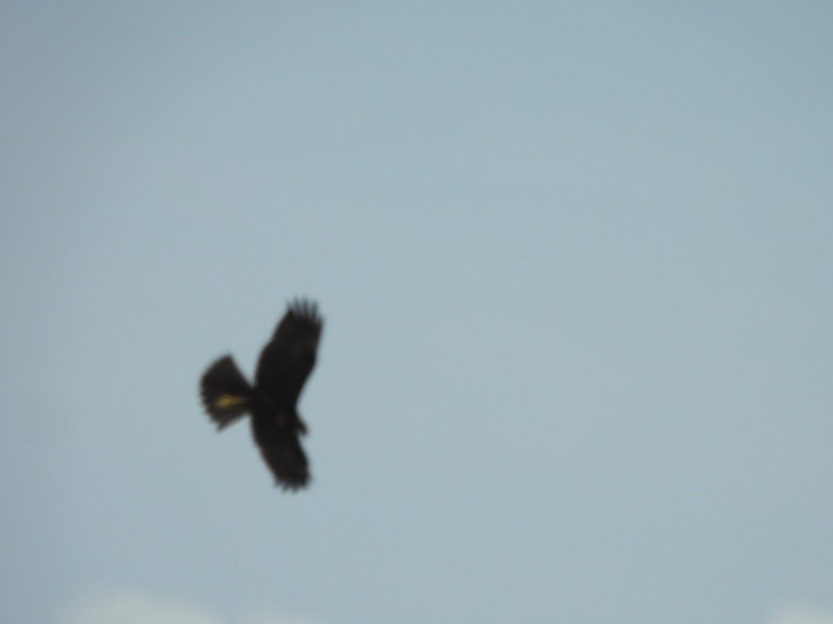 Western Marsh Harrier - ML643763982