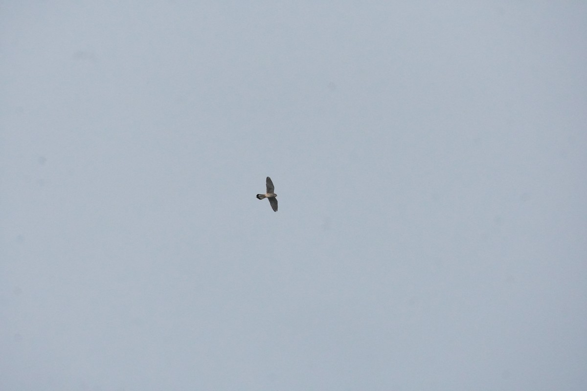 Eurasian Kestrel - ML643763983