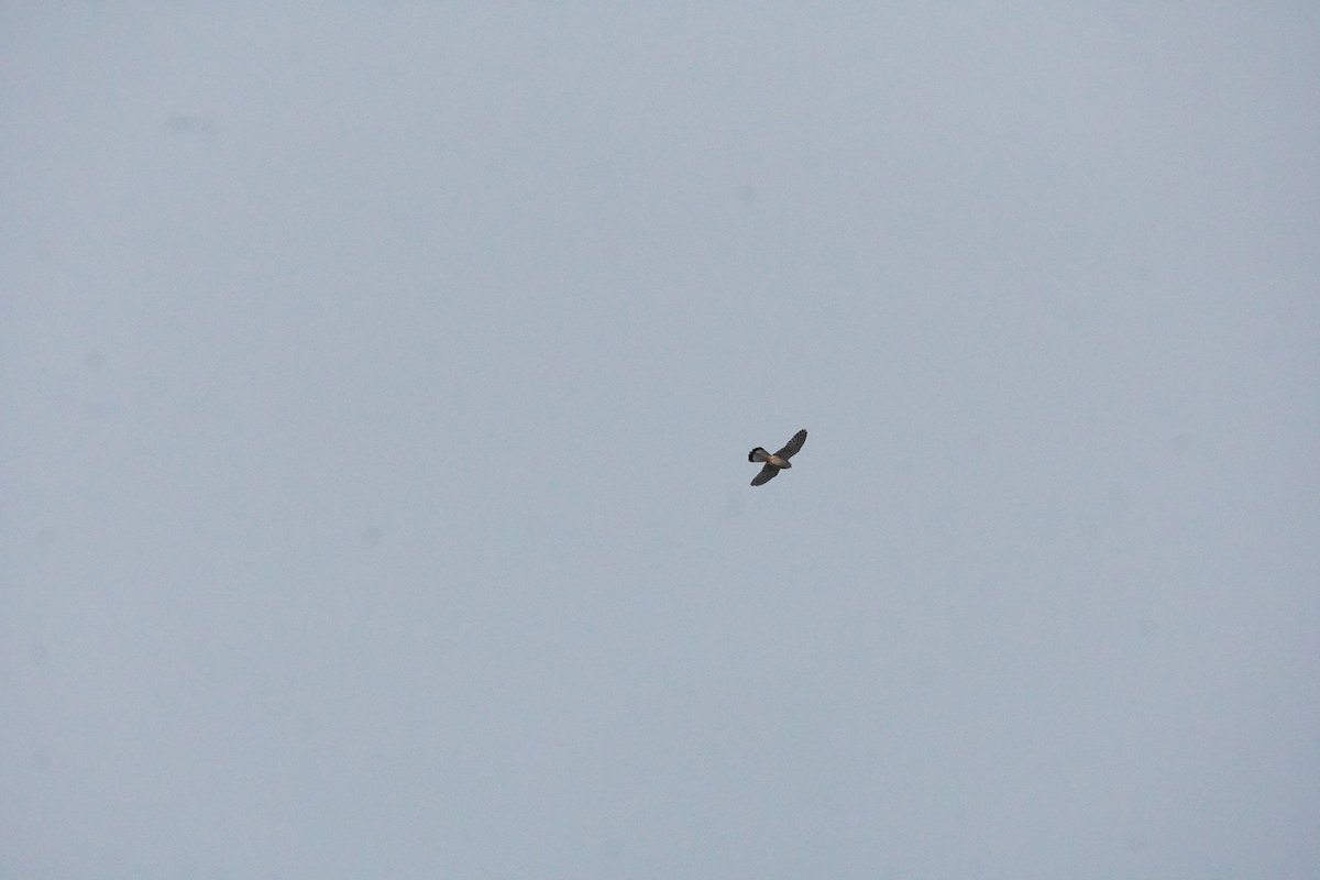 Eurasian Kestrel - ML643763984