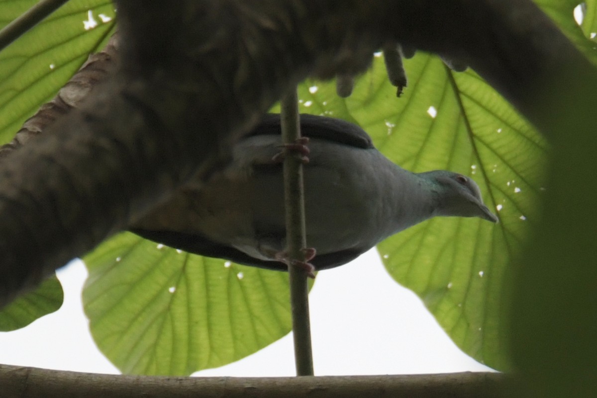 Sao Tome Pigeon - ML643763985