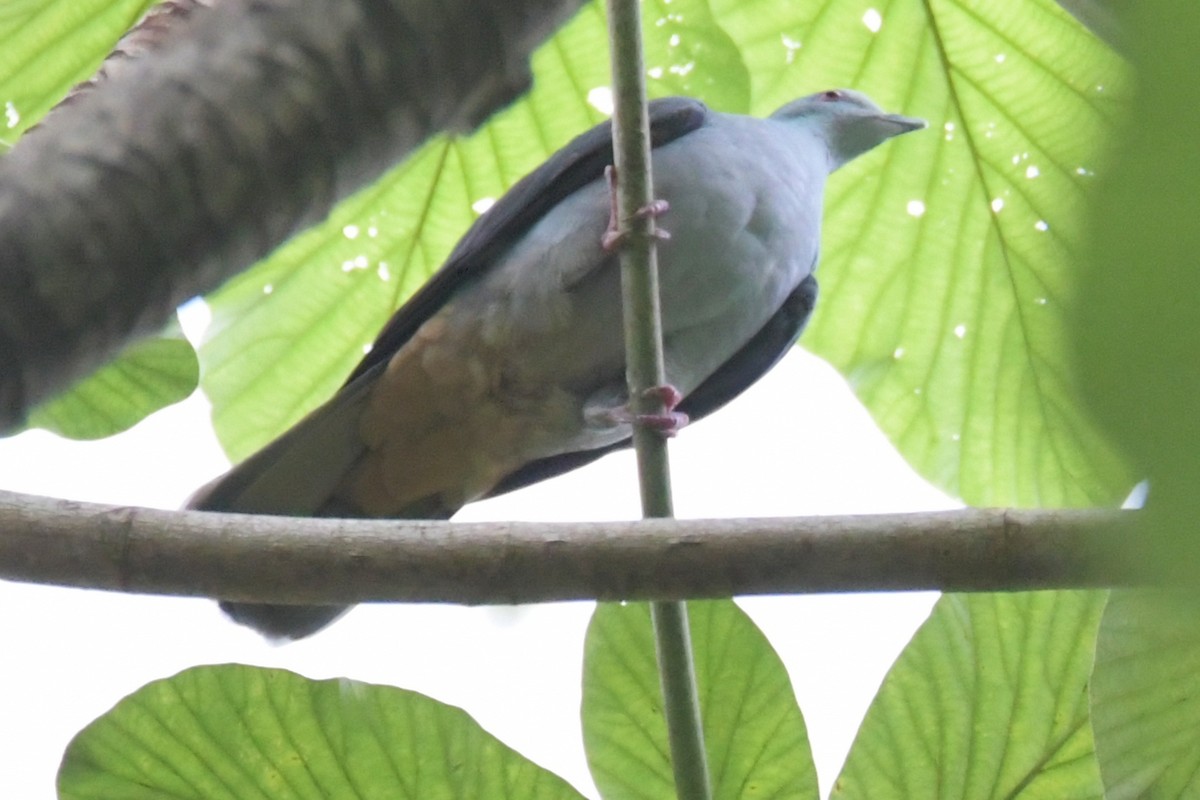 Sao Tome Pigeon - ML643763986