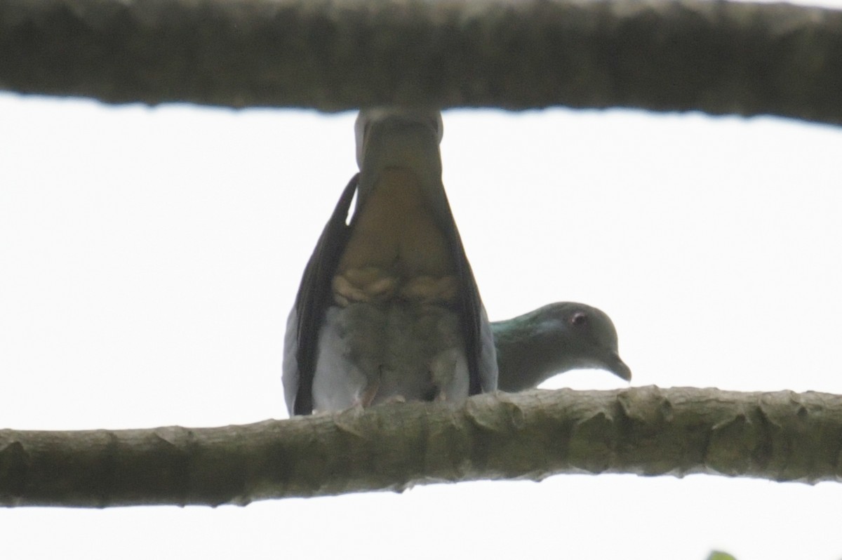 Sao Tome Pigeon - ML643763987