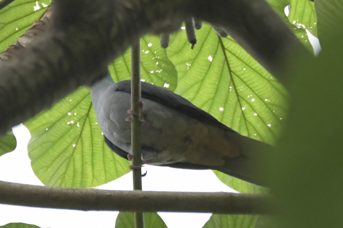 Sao Tome Pigeon - ML643763988