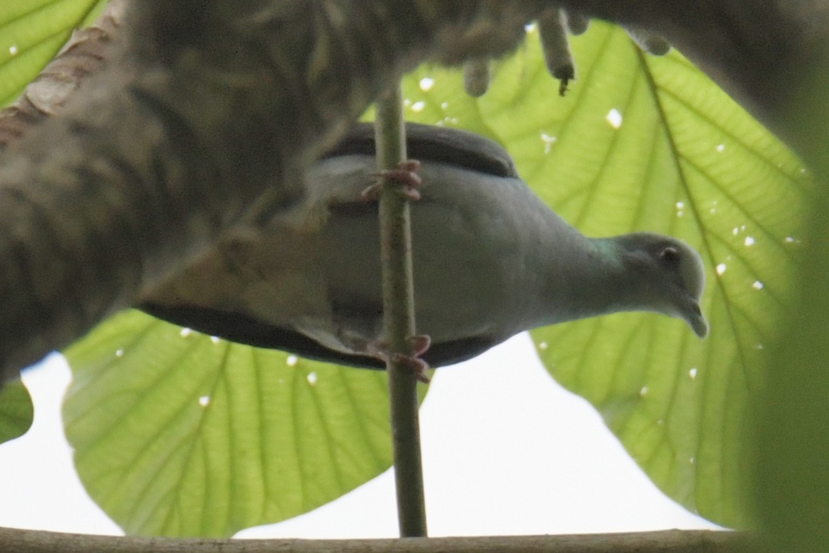 Sao Tome Pigeon - ML643763989