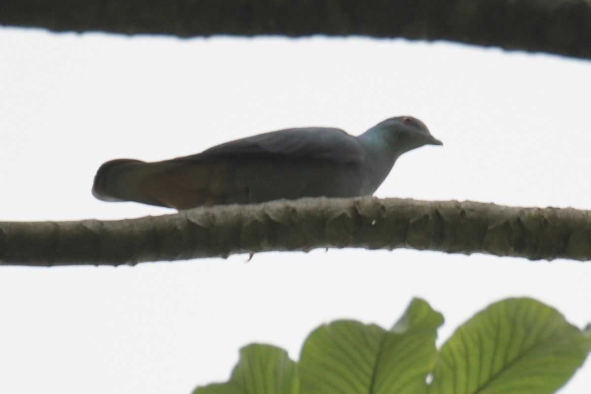 Sao Tome Pigeon - ML643763990