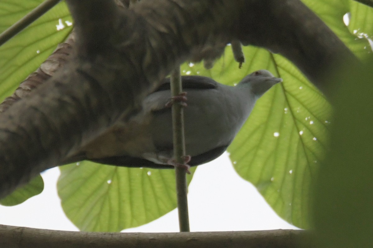 Sao Tome Pigeon - ML643763991