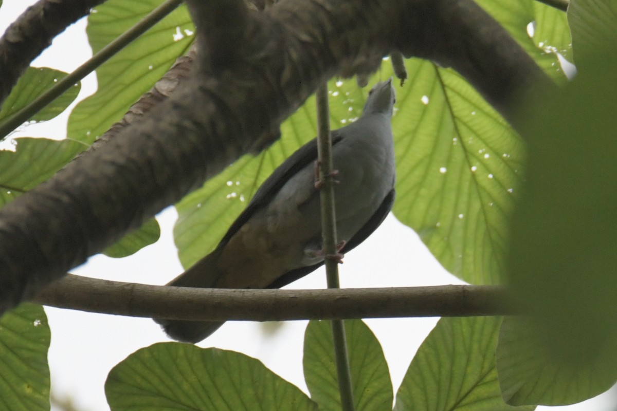 Sao Tome Pigeon - ML643763992