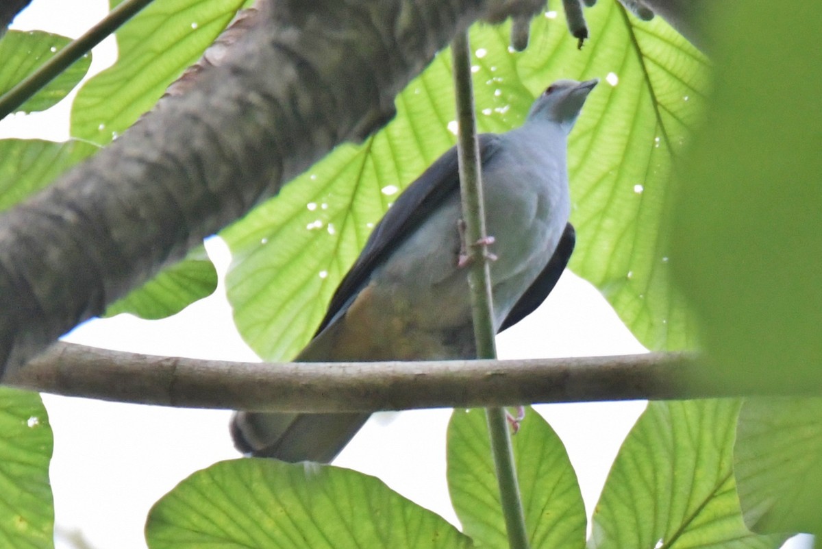 Sao Tome Pigeon - ML643763993