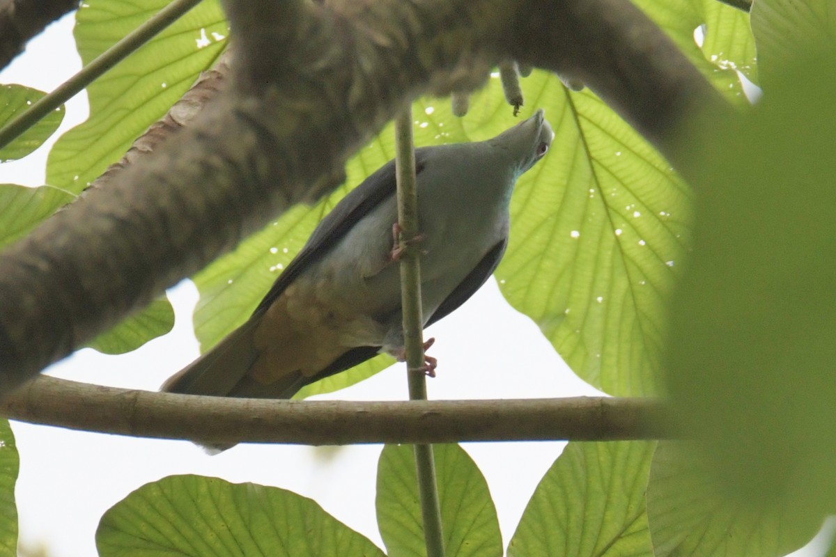 Sao Tome Pigeon - ML643763994