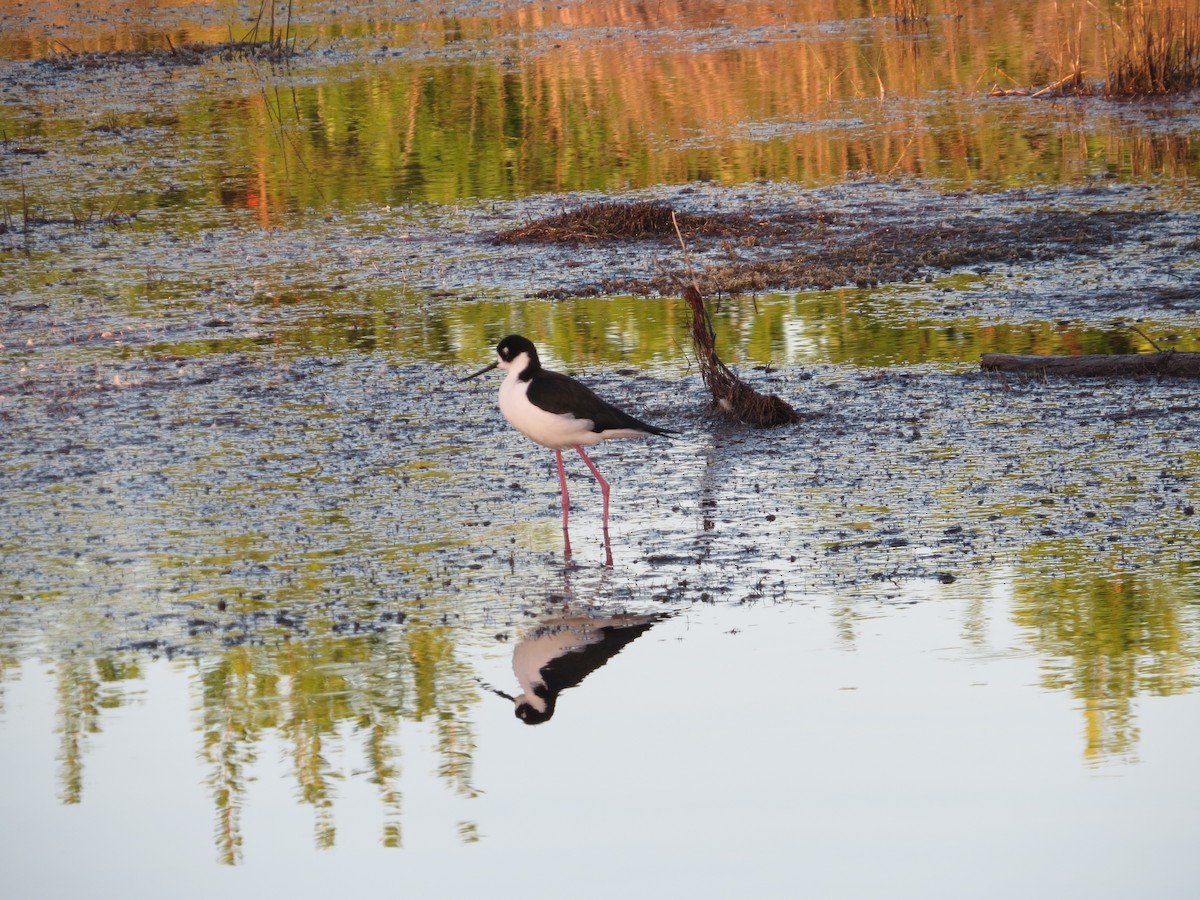 Black-necked Stilt - ML643763995