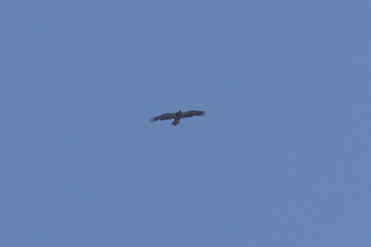 Bald Eagle - ML643763996