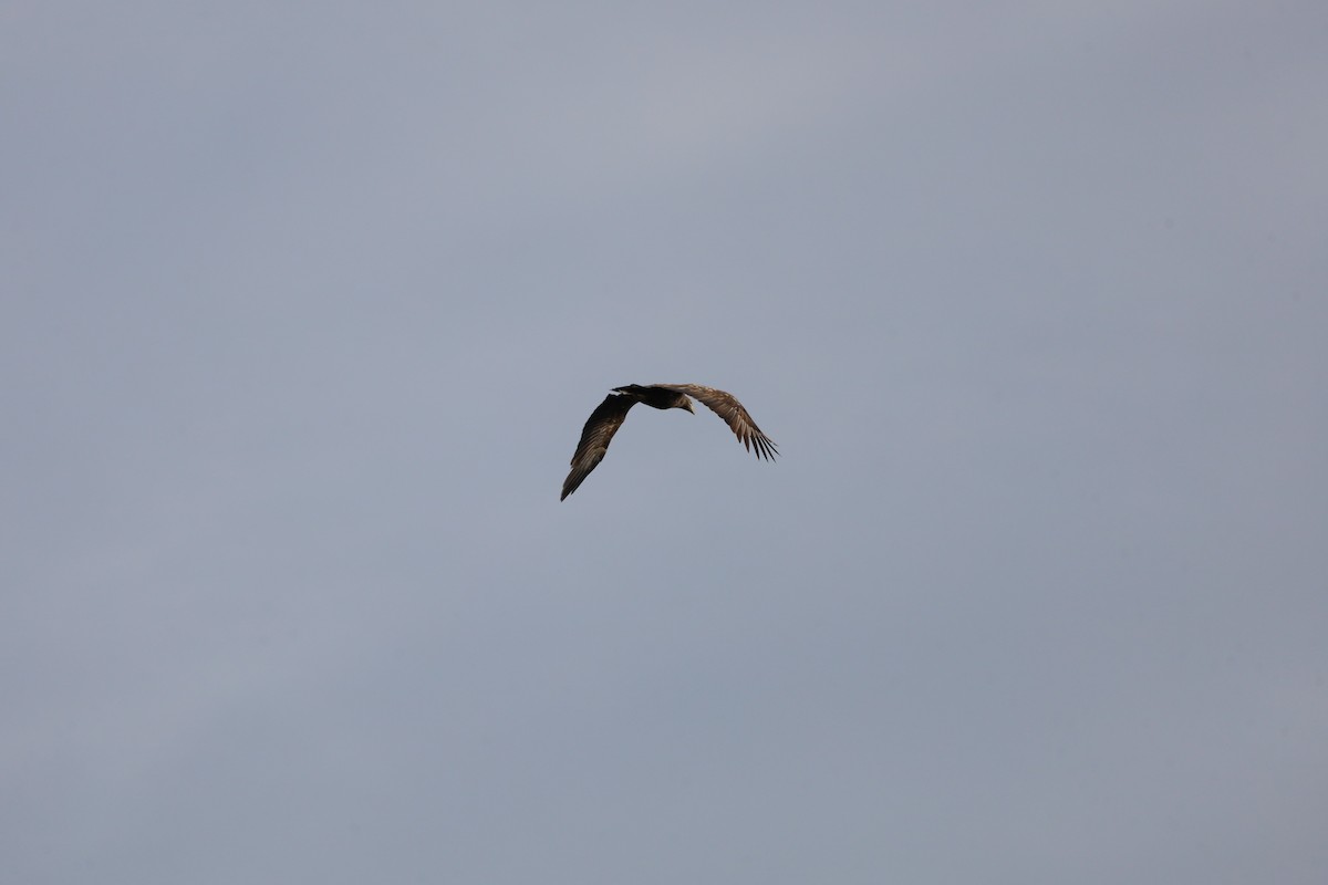 White-tailed Eagle - ML643763997