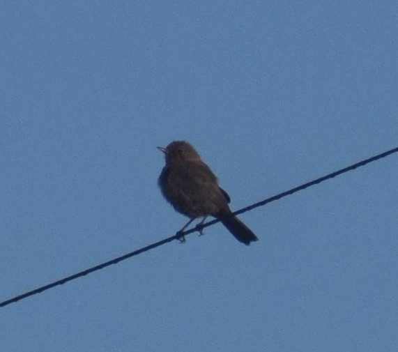 Brown Rock Chat - ML643763998