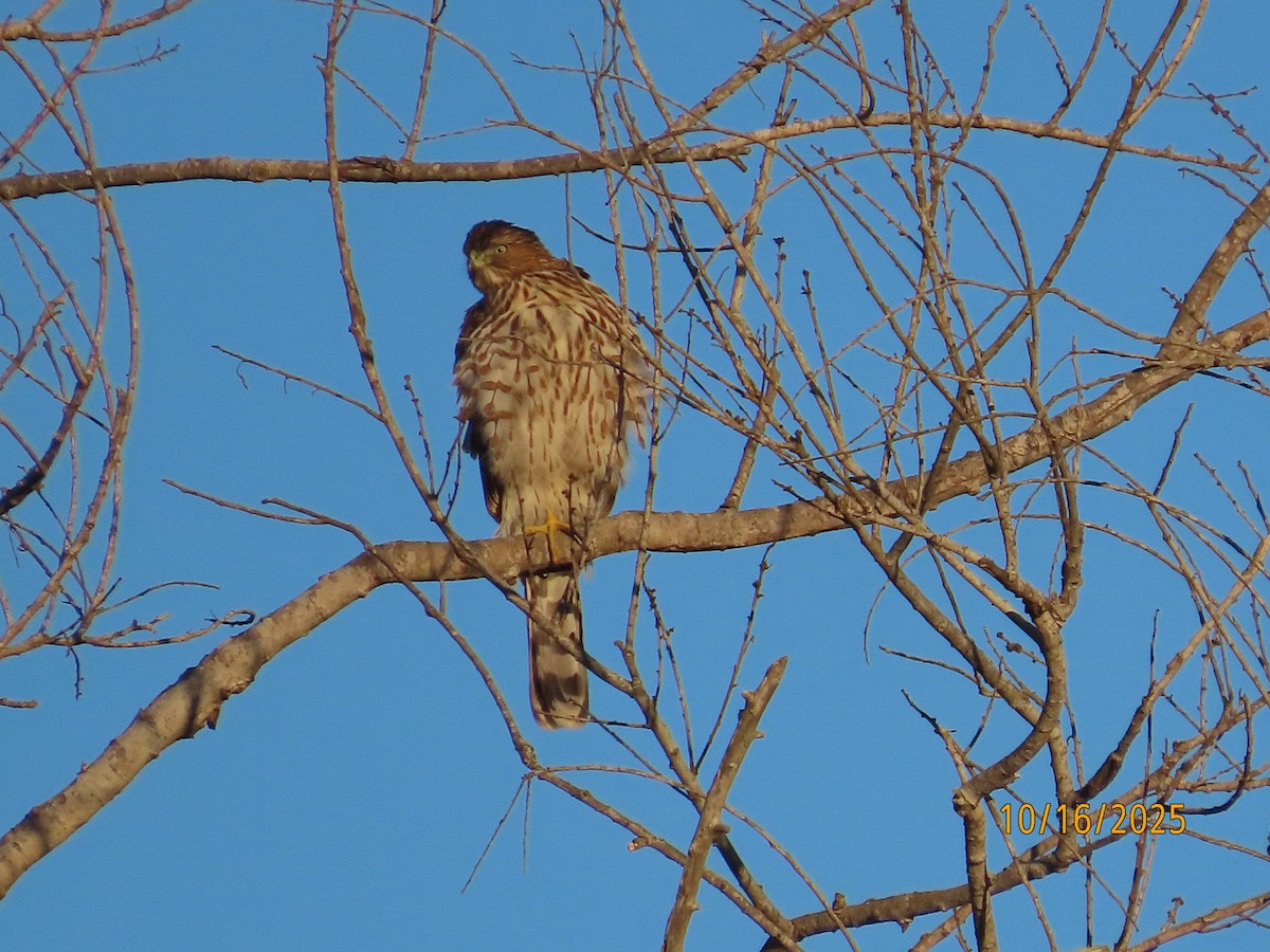 Cooper's Hawk - ML643764001