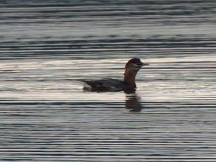 Pied-billed Grebe - ML643764003