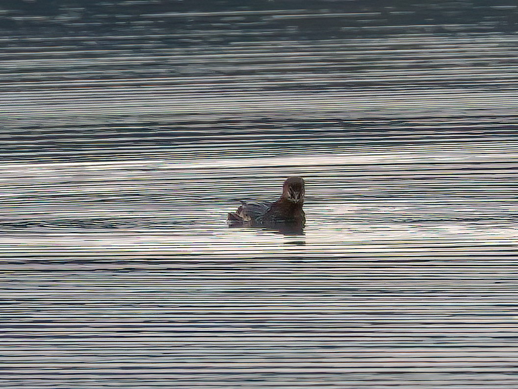 Pied-billed Grebe - ML643764004