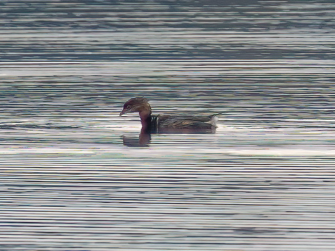 Pied-billed Grebe - ML643764005