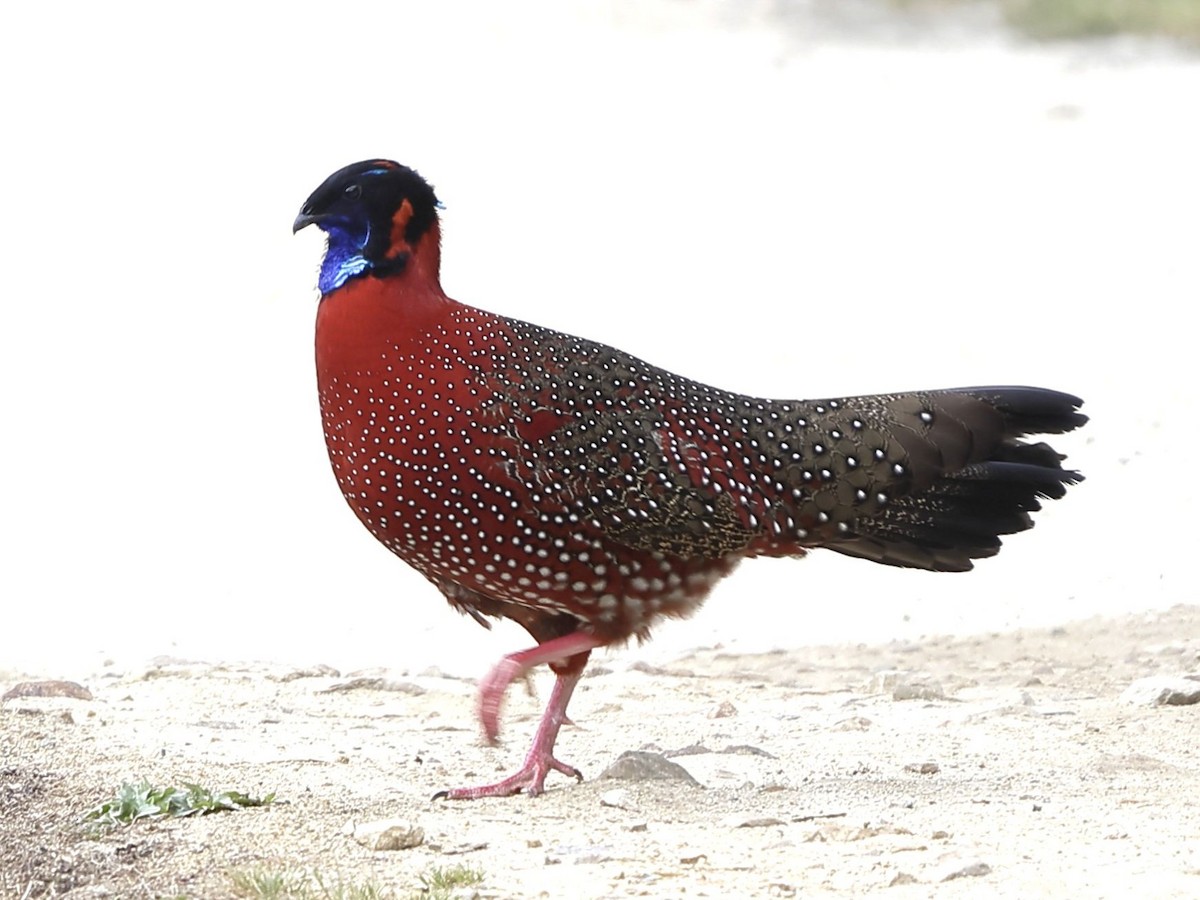 Satyr Tragopan - ML643764006