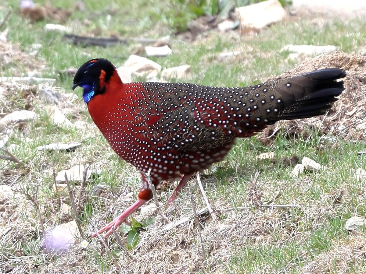 Satyr Tragopan - ML643764007