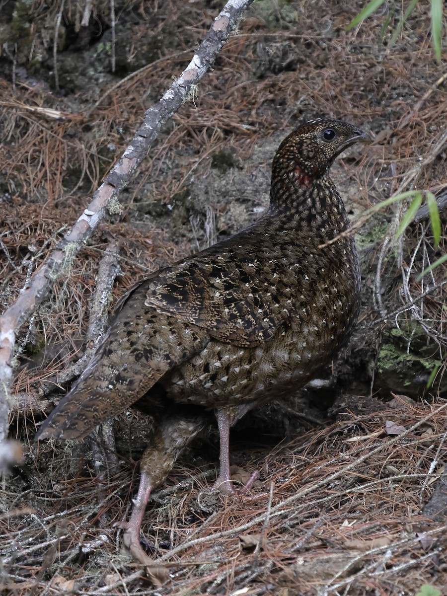 Satyr Tragopan - ML643764008