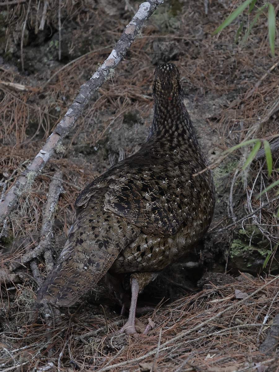 Satyr Tragopan - ML643764010