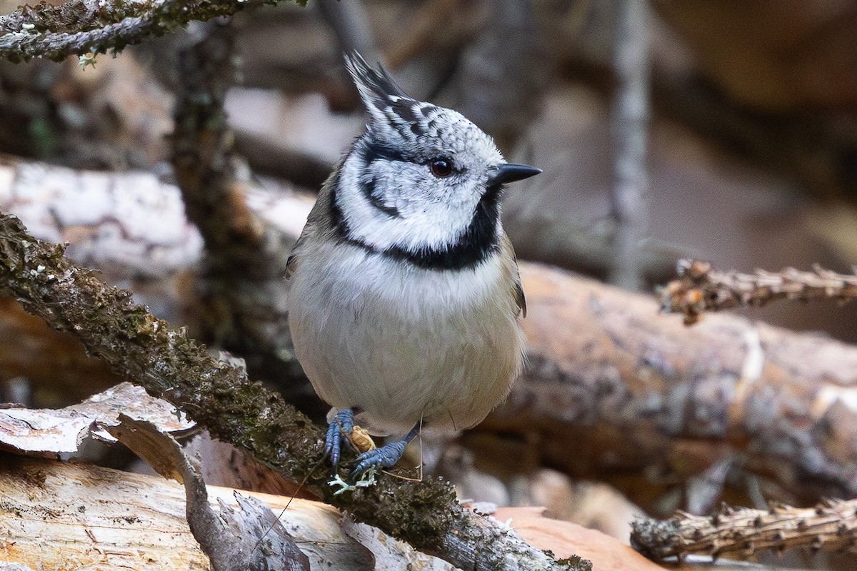 Crested Tit - ML643764012