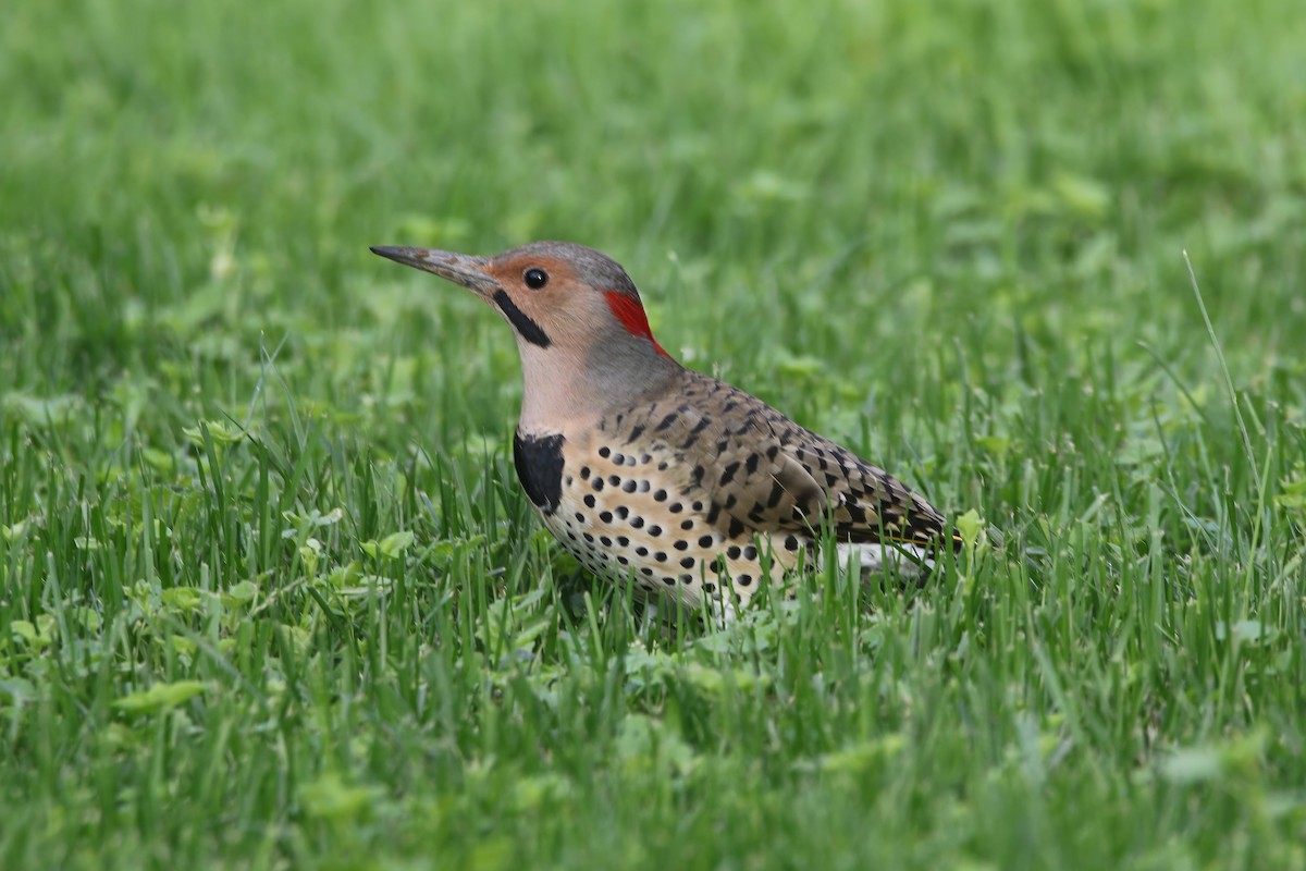 Northern Flicker - ML643764014