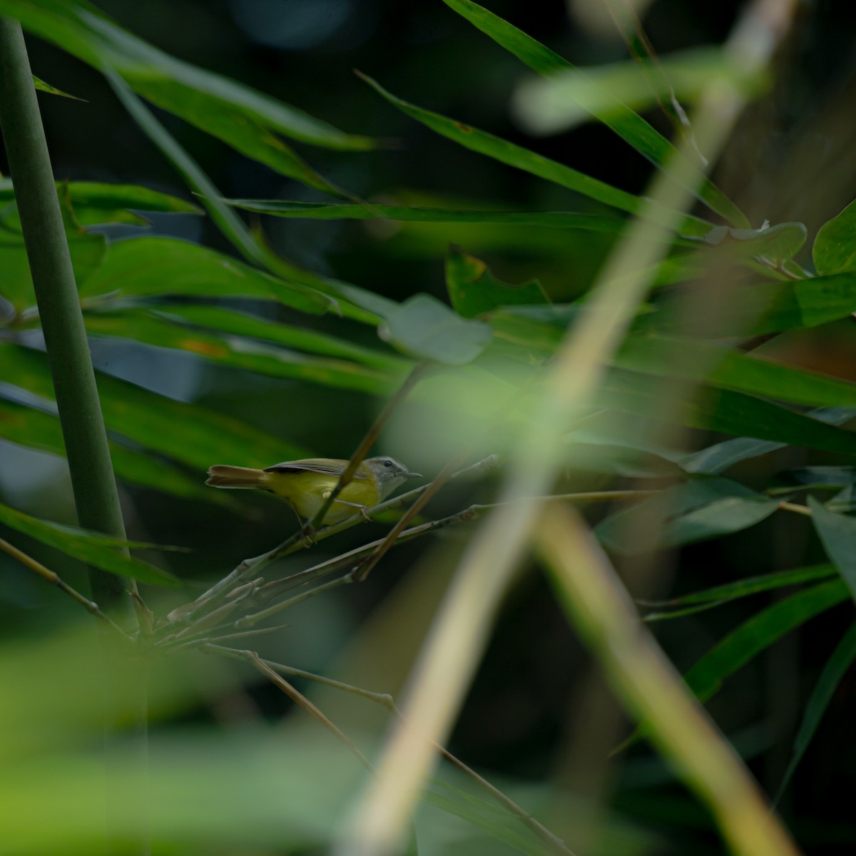 Yellow-bellied Warbler - ML643764016